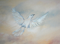 The Dove
